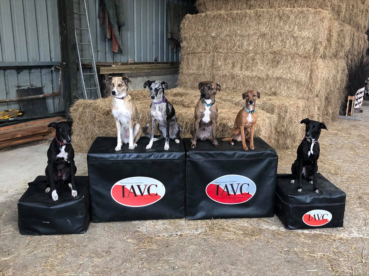 IAVC Canine Essentials training dogs at a practical teaching venue