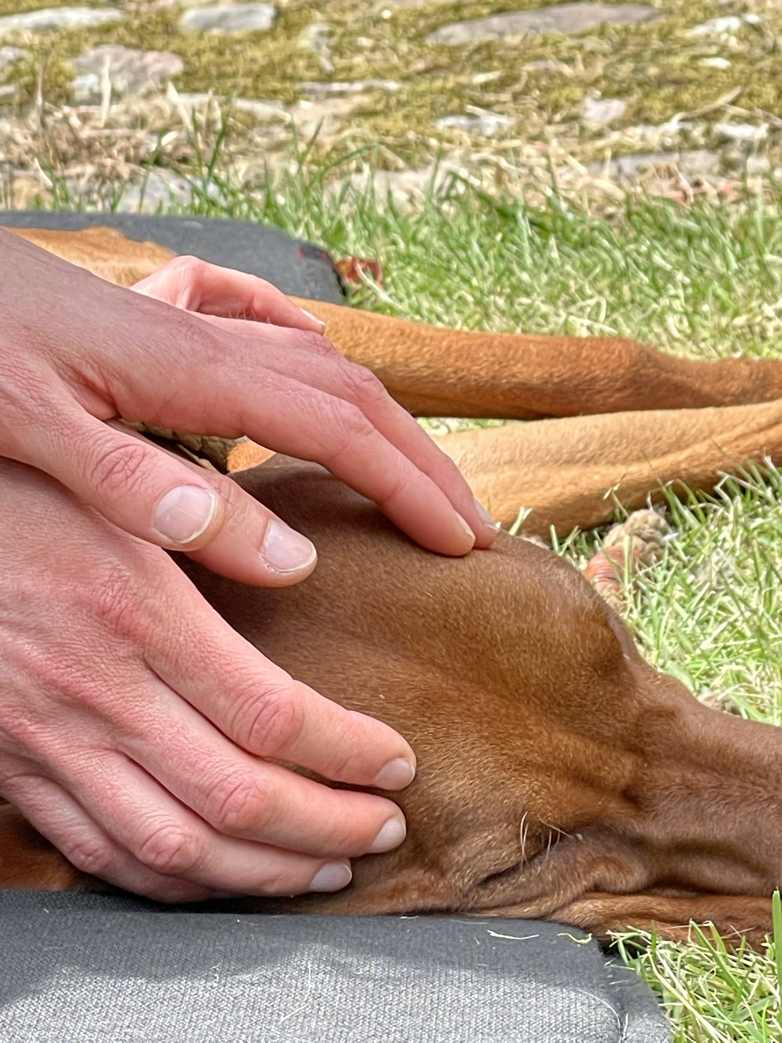 Canine 10-Step seminar photo 6.