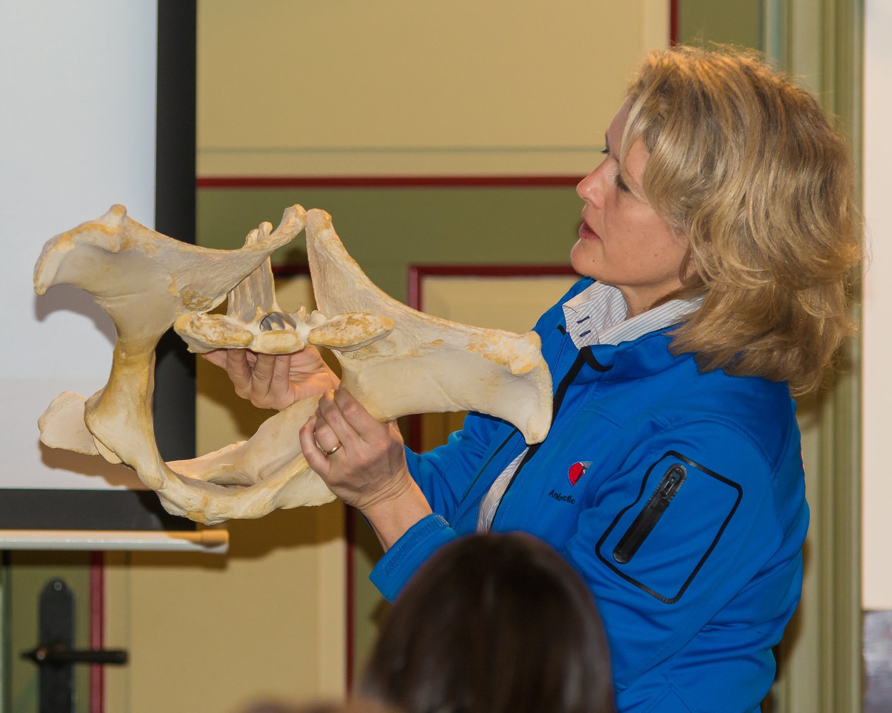 IAVC instructor teaching with an equine pelvis model.
